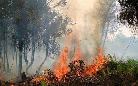 Tilos az erdőkben tüzet gyújtani 