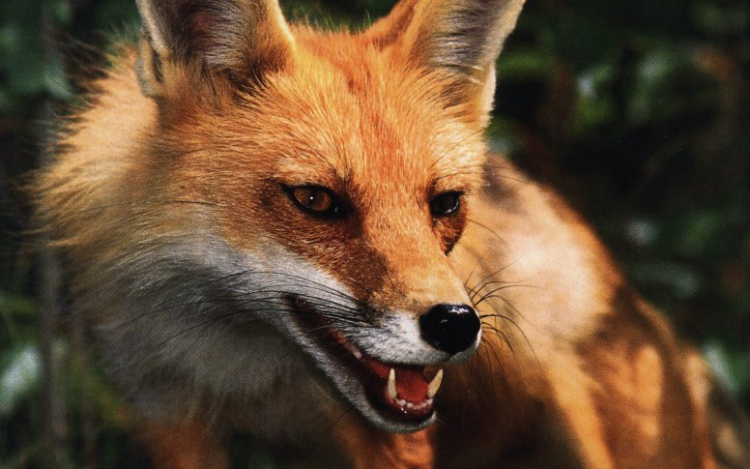 Róka támadott meg egy csecsemőt egy londoni házban