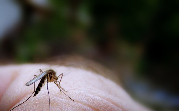 Gyógyszerrel csökkentették a betegségeket terjesztő szúnyogok 